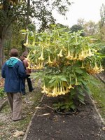 o_garden (2).JPG