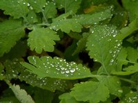o_garden (9).JPG