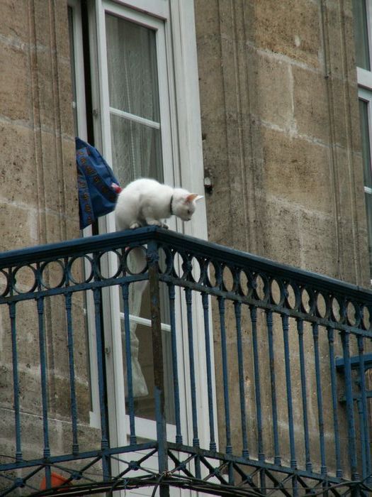 n_crazycat.jpg, 11/19/2004, 113 kB