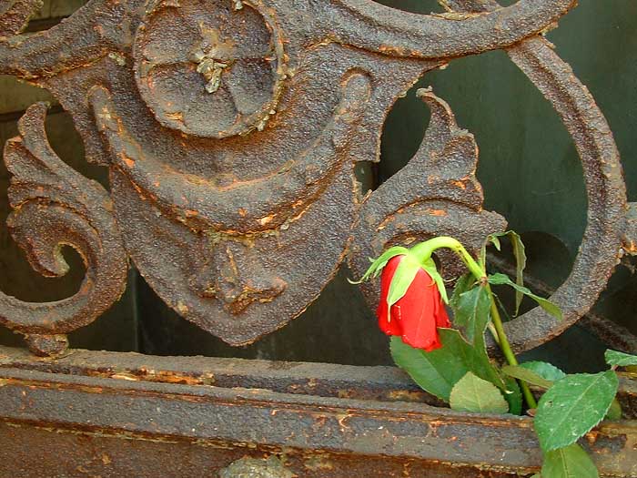 rose.jpg, 11/6/2003, 102 kB
