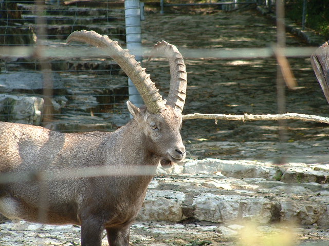 wildparkantelope.jpg, 9/29/2003, 120 kB