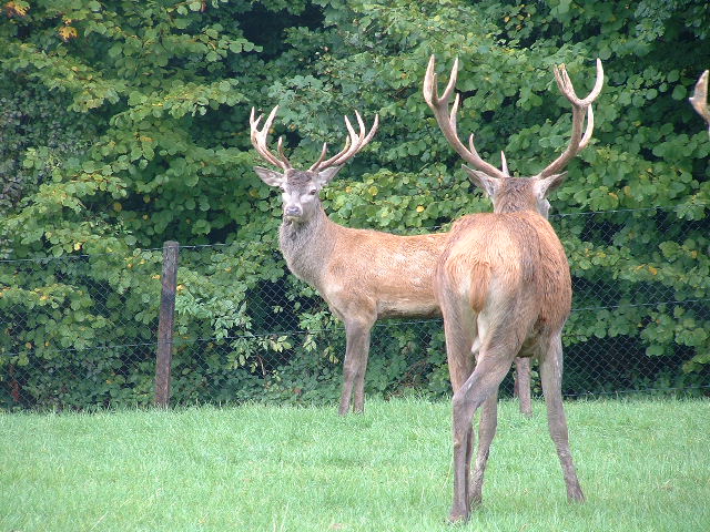 wildparkdeer.jpg, 9/29/2003, 126 kB