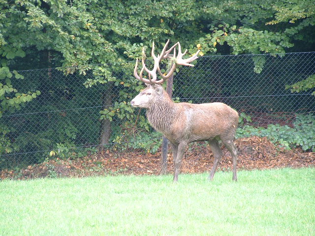 wildparkdeer2.jpg, 9/29/2003, 122 kB