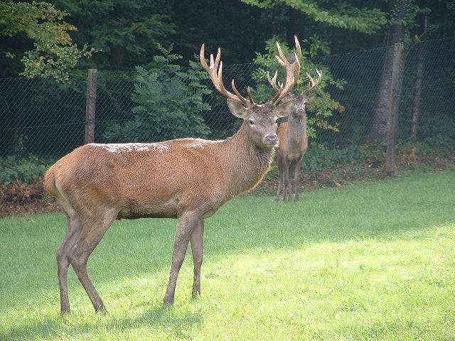 wildparkdeer3.jpg, 9/29/2003, 120 kB
