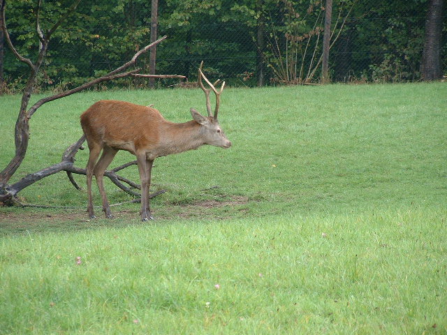 wildparkdeer4.jpg, 9/29/2003, 120 kB