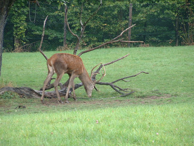 wildparkdeer5.jpg, 9/29/2003, 122 kB