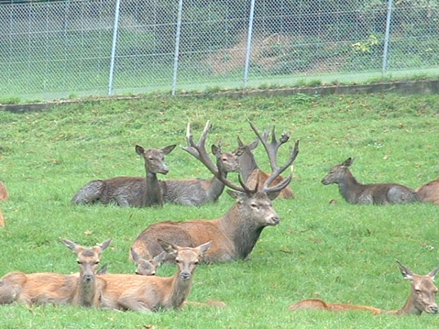 wildparkdeerherd1.jpg, 9/29/2003, 127 kB