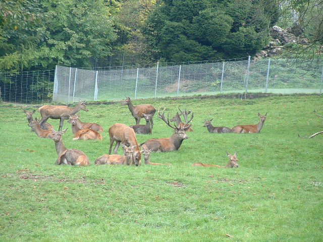 wildparkdeerherd2.jpg, 9/29/2003, 126 kB
