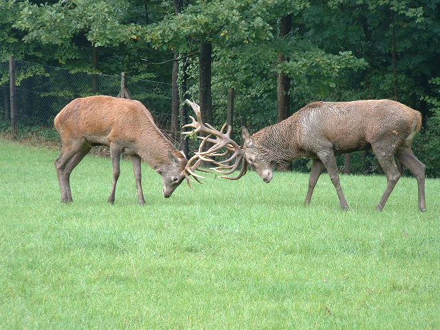 wildparkfight1.jpg, 9/29/2003, 127 kB