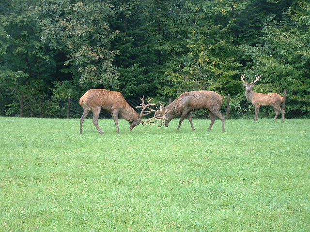 wildparkfight2.jpg, 9/29/2003, 127 kB