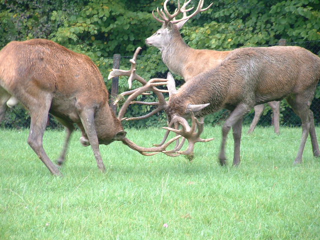 wildparkfight3.jpg, 9/29/2003, 123 kB