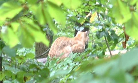 wildparklynx1.jpg, 10/5/2003, 43 kB