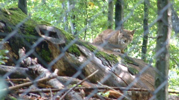 wildparklynx2.jpg, 10/5/2003, 72 kB