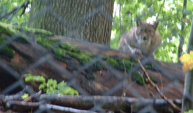 wildparklynx3.jpg, 10/5/2003, 60 kB