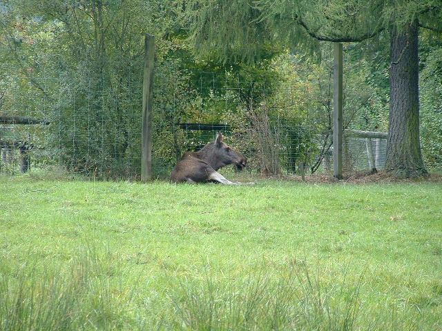 wildparkmoose1.jpg, 9/29/2003, 126 kB