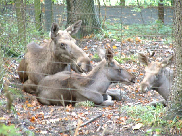 wildparkmoose2.jpg, 9/29/2003, 122 kB