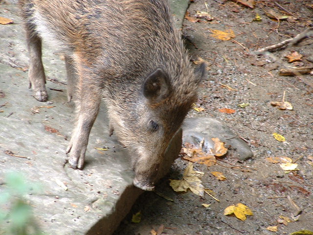 wildparkpig1.jpg, 9/29/2003, 125 kB