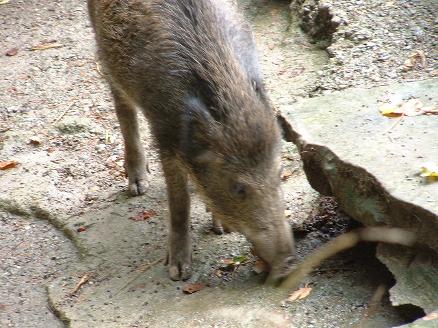 wildparkpig2.jpg, 9/29/2003, 124 kB