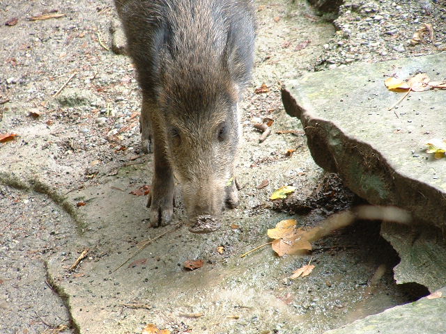 wildparkpig3.jpg, 9/29/2003, 127 kB