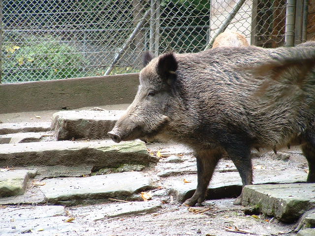 wildparkpig4.jpg, 9/29/2003, 132 kB