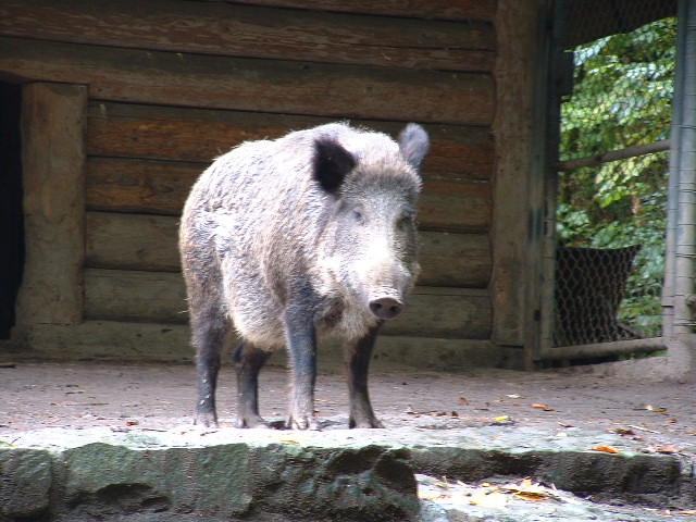 wildparkpig5.jpg, 9/29/2003, 120 kB