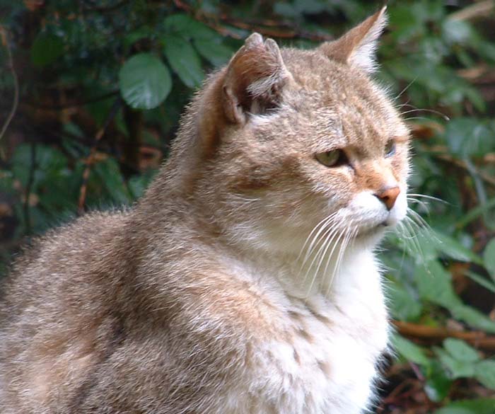 wildparkwildcat1.jpg, 10/5/2003, 81 kB