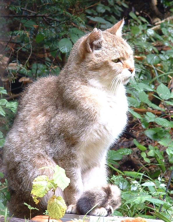 wildparkwildcat2.jpg, 10/5/2003, 119 kB