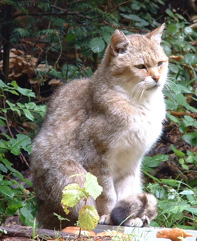 wildparkwildcat3.jpg, 10/5/2003, 124 kB