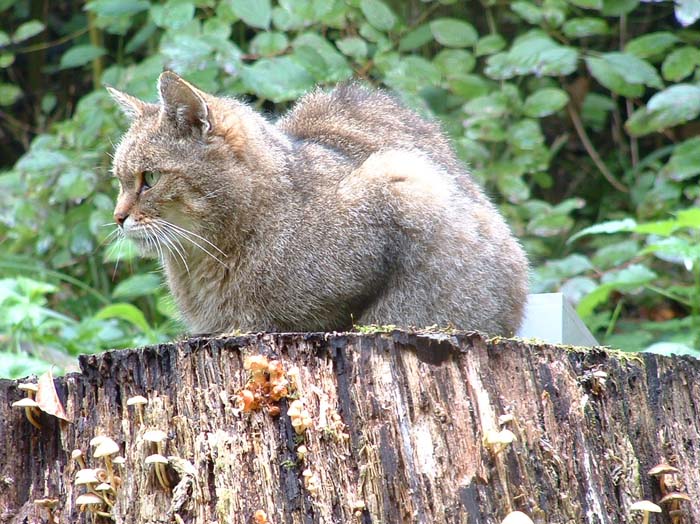 wildparkwildcat4.jpg, 10/5/2003, 117 kB