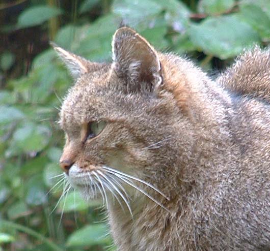 wildparkwildcat5.jpg, 10/5/2003, 67 kB
