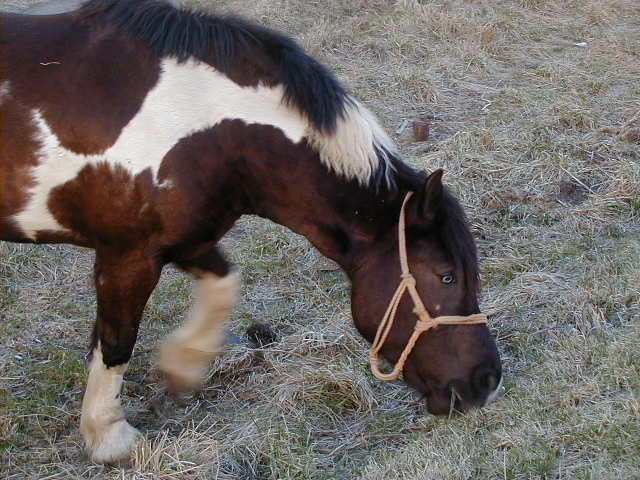 horses in Japan 2.JPG, 64162 bytes, 1998/01/01