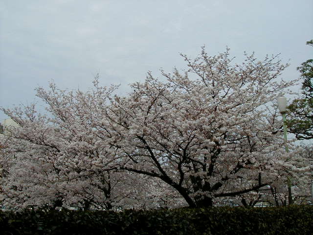 Row of blossoms.jpg, 63544 bytes, 1/1/1998