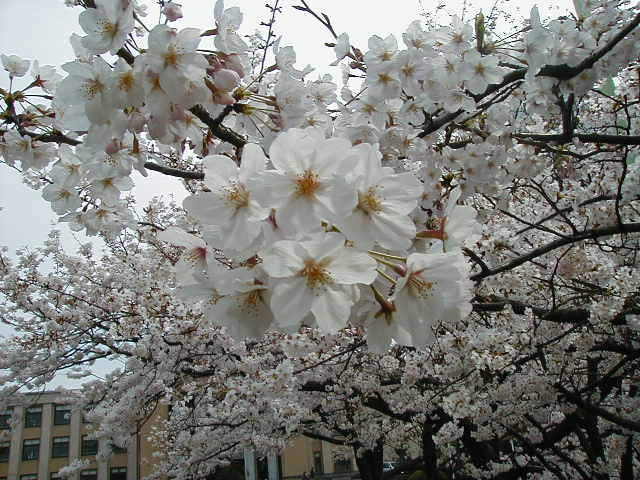 blossom center.jpg, 63342 bytes, 1/1/1998