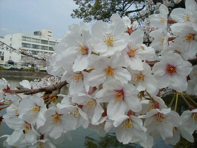 blossoms and building.JPG, 61586 bytes, 1/1/1998