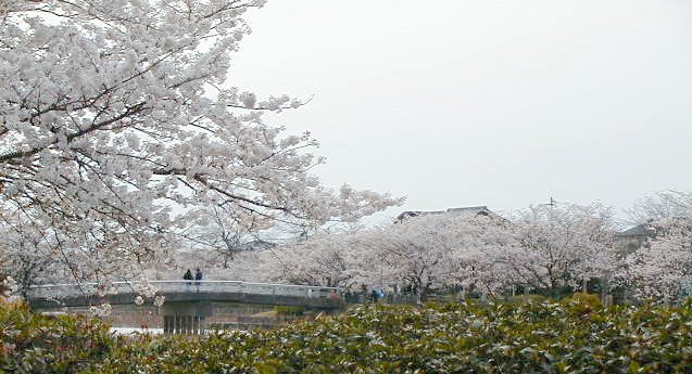 bridge and sakura.JPG, 64306 bytes, 4/5/2000