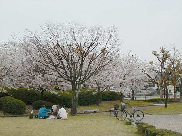 cards under sakura.JPG, 79573 bytes, 4/5/2000
