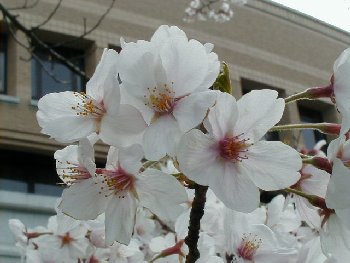 cherry blossoms close smaller.jpg, 22757 bytes, 4/5/2000