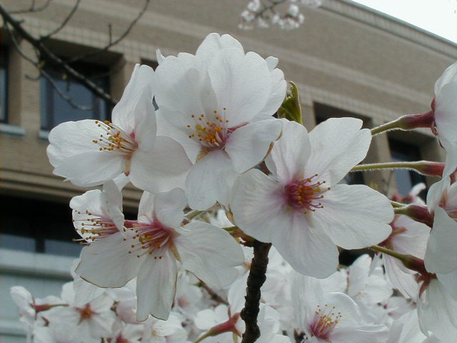 cherry blossoms close.JPG, 58332 bytes, 1/1/1998