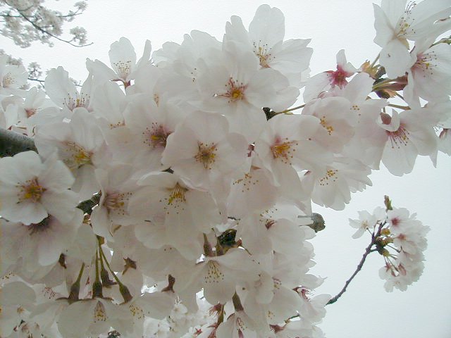 close 1.JPG, 54783 bytes, 4/5/2000