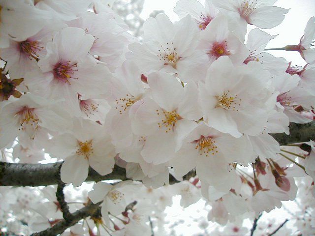 close 2.JPG, 53909 bytes, 4/5/2000