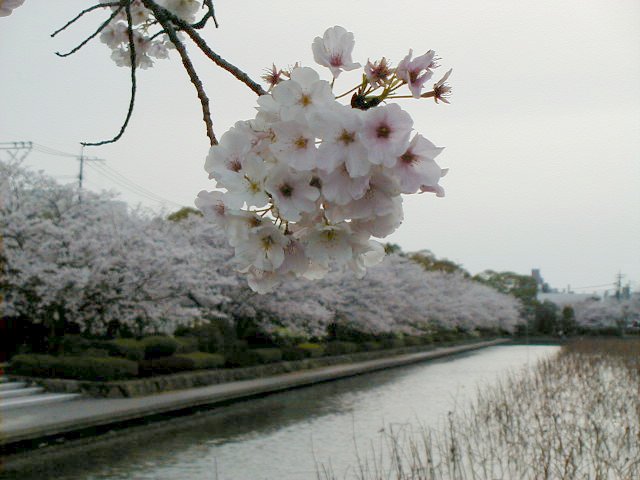 close with backdrop.JPG, 55183 bytes, 4/5/2000