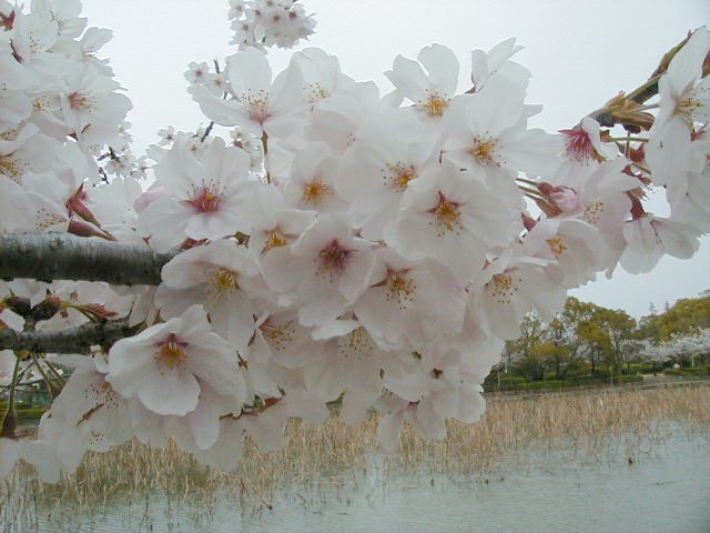 close with moat.JPG, 58055 bytes, 4/5/2000