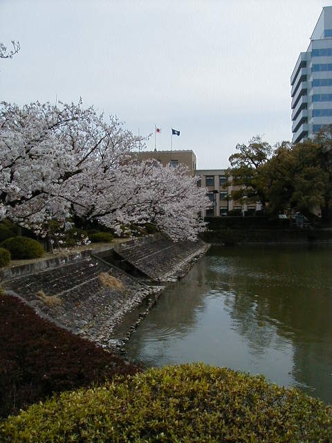 kencho looks good 2.jpg, 133284 bytes, 8/1/2000