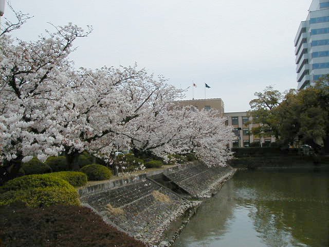 kencho looks good.jpg, 76379 bytes, 4/5/2000