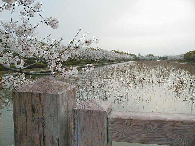 moat 2.JPG, 70609 bytes, 4/5/2000