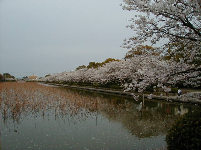moat.JPG, 62148 bytes, 1/1/1998