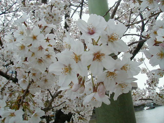 more blossoms.JPG, 62998 bytes, 1/1/1998