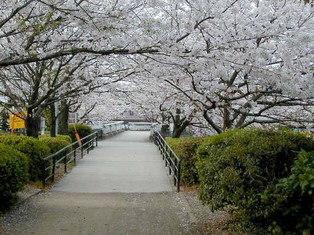 pathway 2.JPG, 105782 bytes, 4/5/2000