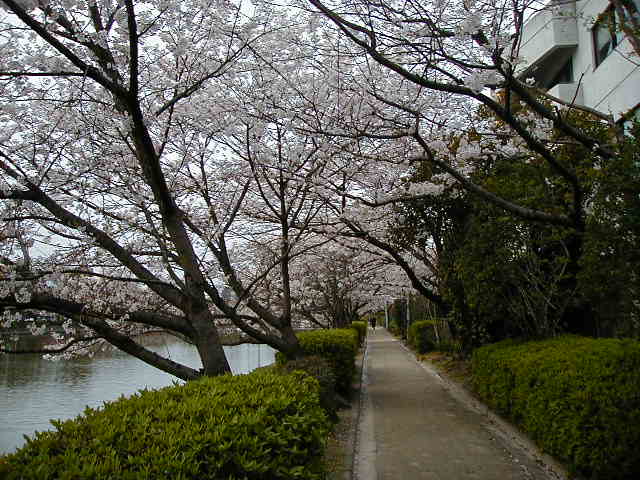 pathway.JPG, 61725 bytes, 1/1/1998