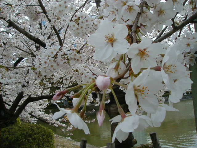 so many blossoms.JPG, 62715 bytes, 1/1/1998